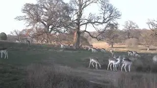 Filming Deer With SpyPoint - 2