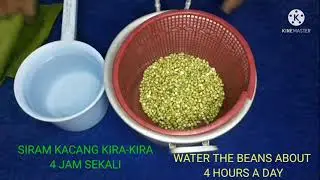 How to make bean sprouts-Cara membuat tauge