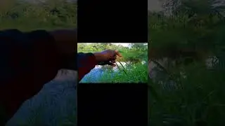 mancing dapat ikan gabus#shorts #subscribe #shortfeed #viral