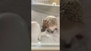 🍶🦔А вы видели, как ёжик пьёт водичку?