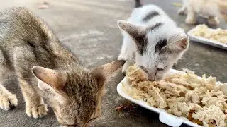 Very hungry kitten waiting for food! The food is full of plates and happy to eat 🥰