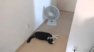 Calor