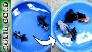 Growing MONSTER Goldfish?!