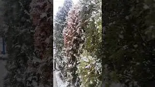 Снегопад в Новопавловске 24 декабря #Новопавловск #НБудни