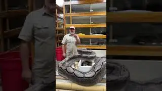Huge snake attacks zookeeper in spine-chilling viral video. Watch