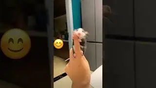 Милый рататуй 😊 #животные #animals #funny #youtuberlikes