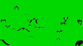 Bat flying green screen video | Bat green screen video