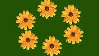 Sunflower Green Screen Video 🌻 Green screen Chroma Key flower