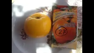 Tomato 