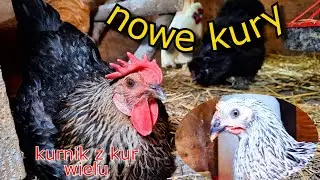Nowe Kury i Nowe Rasy ! Kurnik z kur wielu