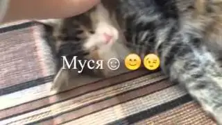 Моя кошка!!