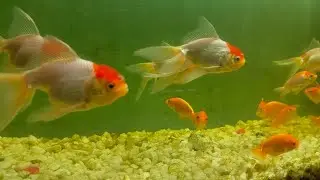 Aquarium shop in Guwahati 🐠🐋🐟 2023 | #aquarium #aquarius #aquariumfish #aquarius #bettafish