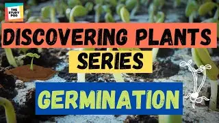 GERMINATION | DISCOVERING PLANTS SERIES | Part 6 | Science |The Study Pod