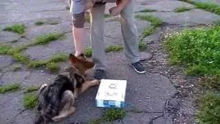 Заря- Заряница со Славянской Душой в начале большого пути1
