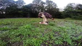 Red tailed hawk kills, eats a squirrel  Gopro Hero