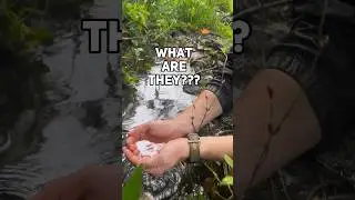 Mystery fish found in waterfall pools! 