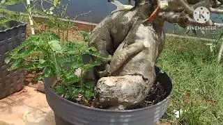 KIHYANG BUNGA LANGKA BISA BERTAHAN DALAM CUACA EKSTRIM