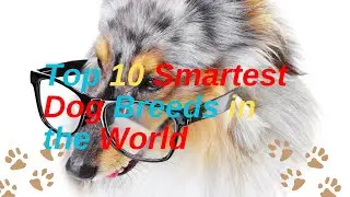 Top 10 Smartest Dog Breeds in the World