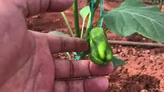 Four-branched rope tying in pepper - Straw mite