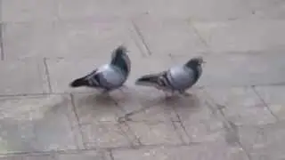 Pigeons - Unchained