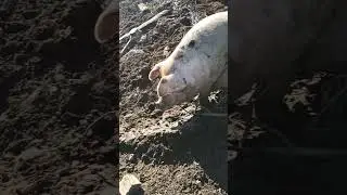 и снова солнце и все гуляют 