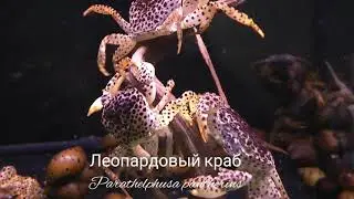 Леопардовый краб