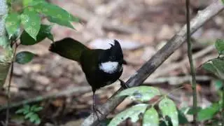 Eastern Whipbird family group