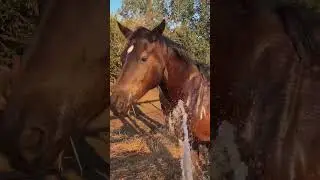 Зоро охлаждается 💦