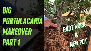 Big Portulacaria Afra Makeover Part 1 - Root Work, Bonsai Soil & New Pot!