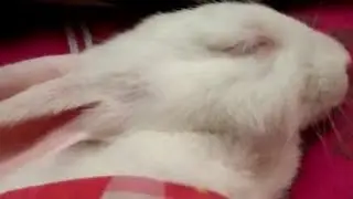 Sandra Sleeping Beauty | Delighted World