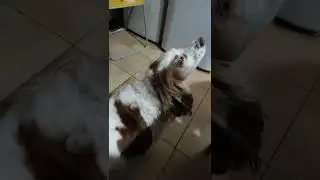 Чешем пёселя