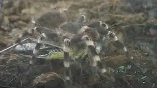 Паук-птицеед акантоскурия геникулята ест кузнечика. / Acanthoscurria geniculata.
