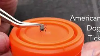 How to Remove a Tick.