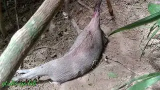 ratu babi sudah di selamatkan #jeratbabi