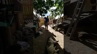 #ремонт дома после пожара ч16 укрываем крышу