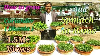 How you can grow Coriander ( Dhania ) and Spinach ( Palak ) Easily at Home.