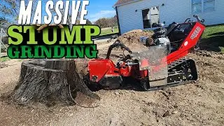 Massive Stump Grinding
