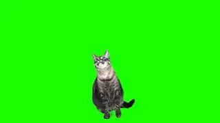 Green Screen Cat 🐈 Cat Green Screen Video 6