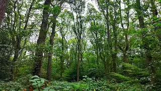 [4K] Nature Walk | Beautiful Woodlands | English Countryside