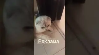 Кошка❤️6 часть