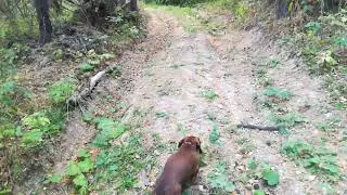 Walk with the dog in the forest.