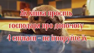 Як кішка просить господаря про допомогу  4 сигнали   не ігноруйте їх