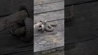 ЧАЙ С ГАДЮКОЙ НА РЫБАЛКЕ