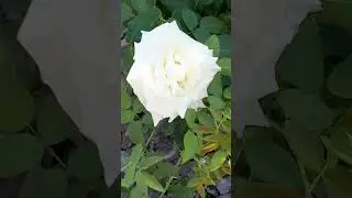 Роза "Принцесса Маргарет"❤(трёхмесячная)