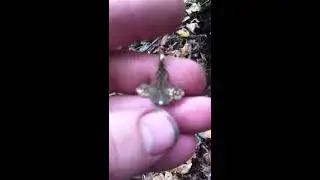 Динары! коп по Черняховской культуре.