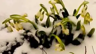 зима вернулась