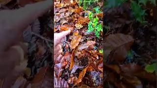 What is a Yellow foot mushroom? / Winter chanterelle/ #ediblefungi #mushroomforaging