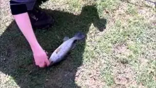 Lots of bass