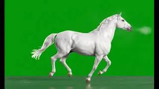 🐴 VFX Green Screen Horse – 4 Variations – FREE GREEN SCREEN