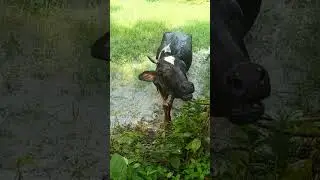 Cow #shorts #shortvideo #viralvideo #trending #funny #funnycow #voice #sound #cow